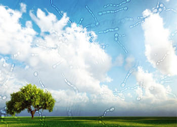 hiện tượng ruồi bay