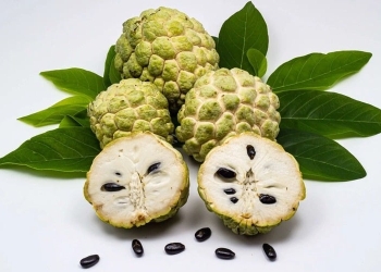 Cảnh báo: 3 trẻ bỏng giác mạc vì gội đầu bằng rượu ngâm hạt na trị chấy